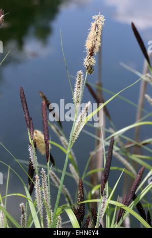 Carex acutiformis, Lesser Pond Sedge Stock Photo