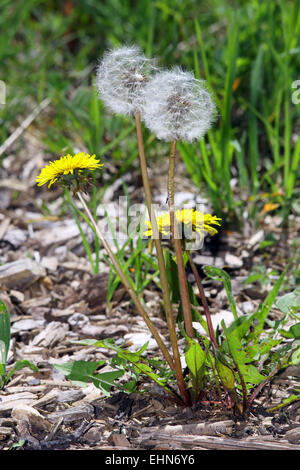 Taraxacum sect. ruderalia, Common Dandelion Stock Photo