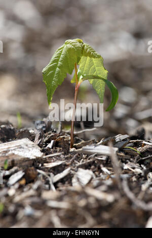 Acer pseudoplatanus, Sycamore Maple Stock Photo