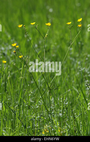 Tall Buttercup, Ranunculus acris Stock Photo