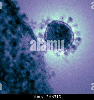 Coloured transmission electron micrograph (TEM) of a MERS coronavirus particle , this virus (originally novel coronavirus 2012) has been named Middle East respiratory syndrome (MERS) coronavirus. Stock Photo