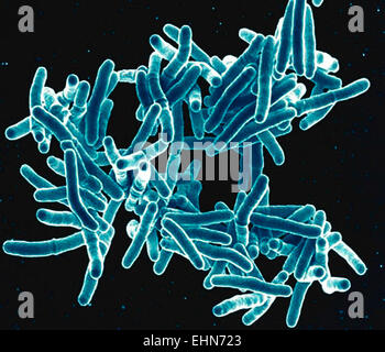 Mycobacterium tuberculosis bacteria, These Gram-positive rod-shaped bacteria cause the disease tuberculosis, colorized scanning electron micrograph (SEM). Stock Photo