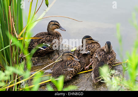 Female Mallard Ducks (Anas platyrhynchos) sitting on a stone in the Saône River, Chalon-sûr-Saône, Burgundy, France. Stock Photo