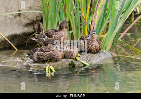 Four female Mallard Ducks (Anas platyrhynchos) gathered on a stone in the Saône River, Chalon-sûr-Saône, Burgundy, France. Stock Photo