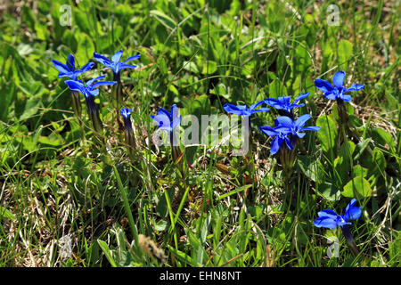 Spring Gentian (Gentiana verna) Stock Photo