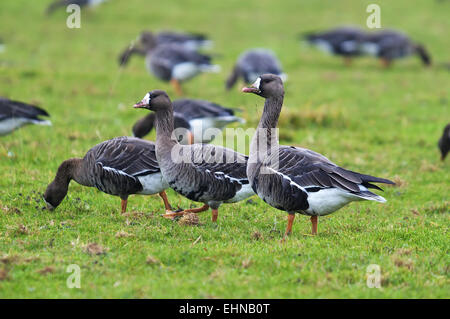 Greater White Fronted Geese Stock Photo