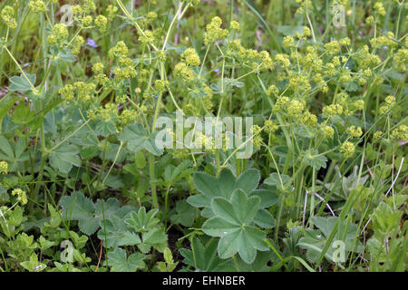 Lady's Mantle, Alchemilla vulgaris Stock Photo