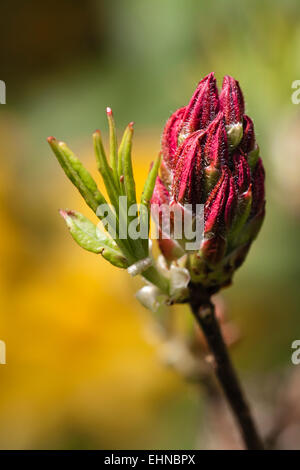 Rhododendron bud Stock Photo