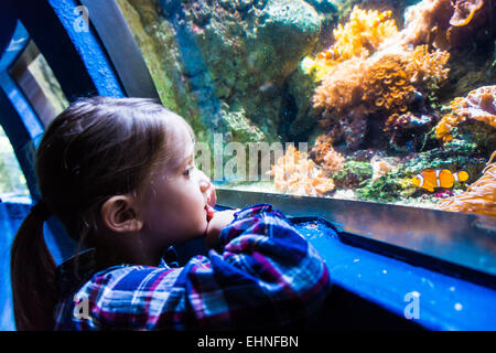 5 year-old girl watching fishes in an aquarium. Stock Photo