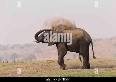 Elephant taking a sand bath on the Chobe river