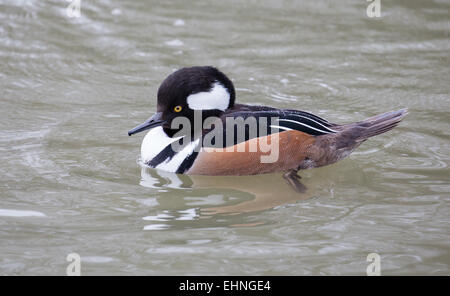 Hooded merganser Lophodytes cucullatus a North American species of duck here at Slimbridge in Gloucestershire UK Stock Photo