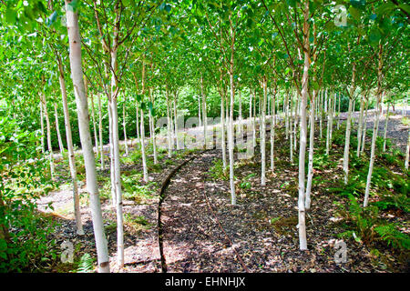 White Himalayan birch (Betula utilis var jacquemontii) in Yeo Valley Organic Garden Holt Farm Blagdon North Somerset England UK Stock Photo