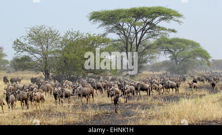 Herd of blue wildebeests, Connochaetes taurinus, moving during the Great Migration between Serengeti National Park, Tanzania, an Stock Photo