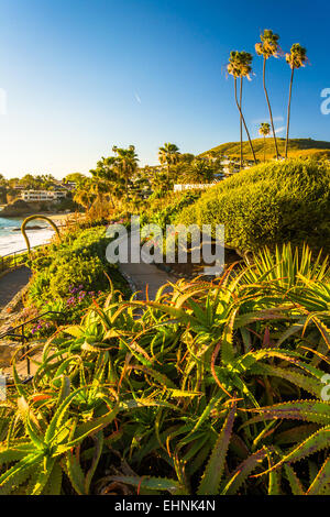 Gardens and view of the Pacific Ocean, at Heisler Park, Laguna Beach ...