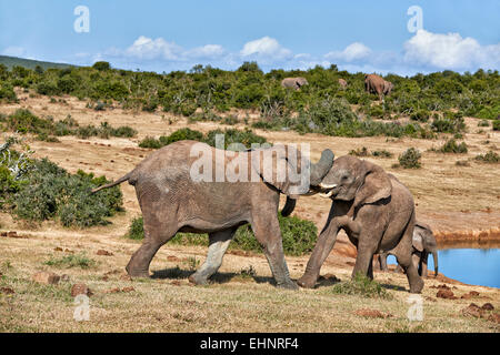 fighting African bush elephants (Loxodonta africana), Addo Elephant National Park, Eastern Cape, South Africa Stock Photo