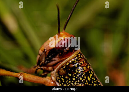 one locust eating the grass in the nature Stock Photo