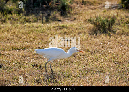 cattle egret (Bubulcus ibis), Addo Elephant National Park, Eastern Cape, South Africa Stock Photo