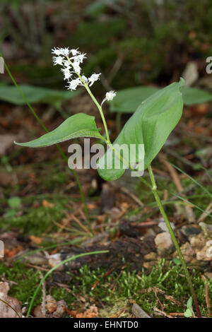 Maianthemum bifolium, May lily Stock Photo