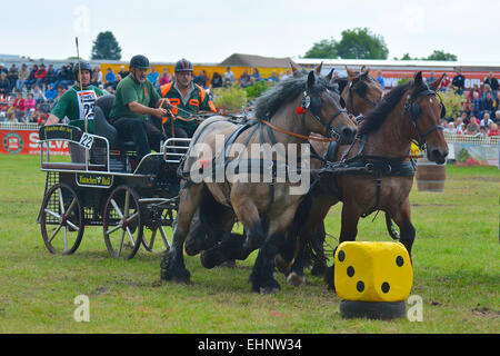 Draft Horse Racing in Germany Stock Photo