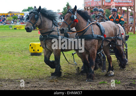 Draft Horse Racing in Germany Stock Photo