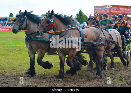 Draft Horse Racing in Germany Stock Photo