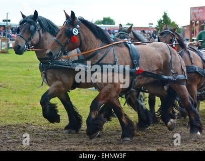 Draft Horse Racing in Germany Stock Photo