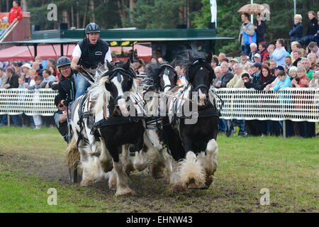 Draft Horse Racing in Germany Stock Photo