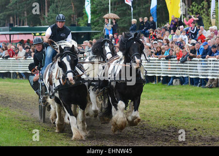 Draft Horse Racing in Germany Stock Photo