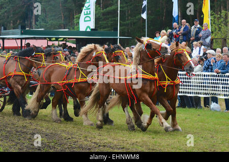 Draft Horse Racing in Germany Stock Photo