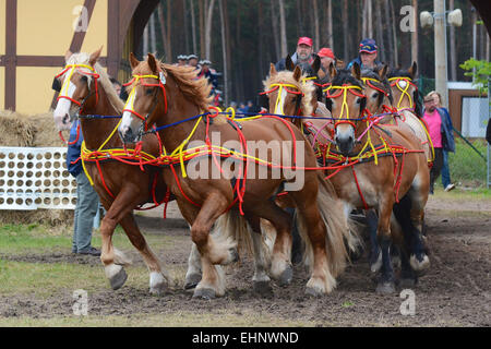 Draft Horse Racing in Germany Stock Photo