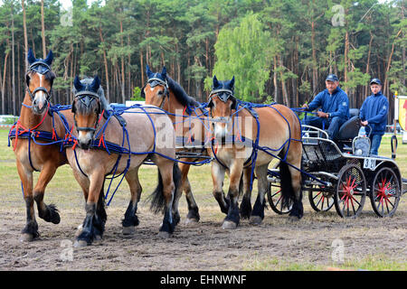 Draft Horse Racing in Germany Stock Photo