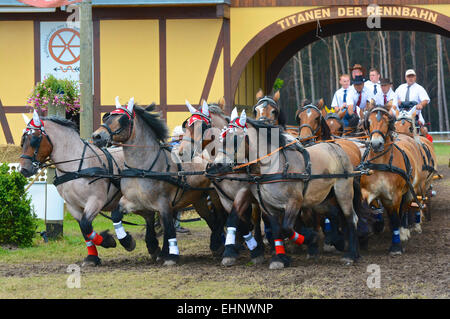 Draft Horse Racing in Germany Stock Photo