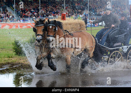 Draft Horse Racing in Germany Stock Photo