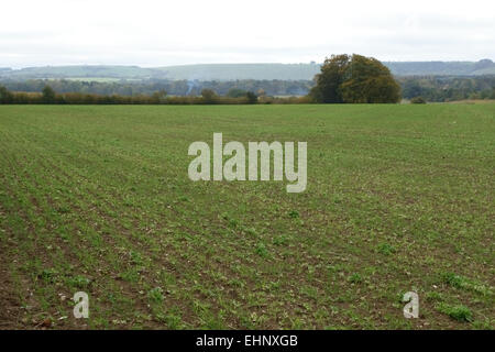 Volunteeer field beans germinating in a field of young seedling wheat in autumn, Berkshire, October Stock Photo