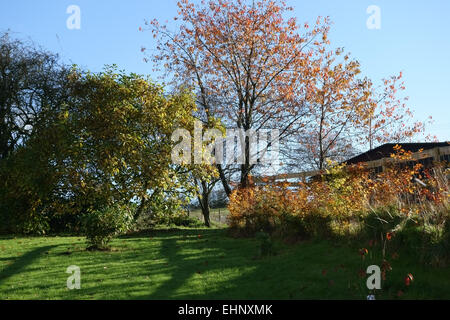 Lawn, young and old shrubs and trees and a young beech hedge all in autumn colour on a bright clear, sunny day in a Berkshire Stock Photo
