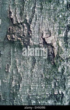 European beech / Common beech (Fagus sylvatica) close up of tree bark Stock Photo