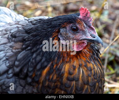 A Blue Maran hen Stock Photo