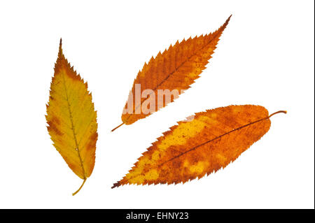 Hornbeam maple (Acer carpinifolium) leaves in autumn colours, native to Japan against white background Stock Photo