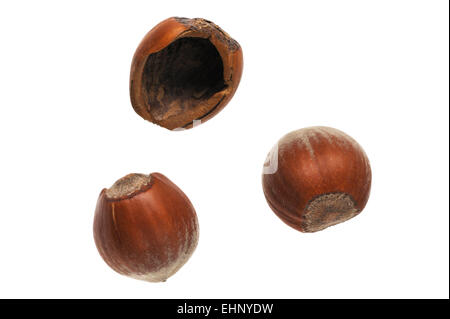 Common hazel (Corylus avellana) hazelnuts eaten by wood mouse against white background Stock Photo