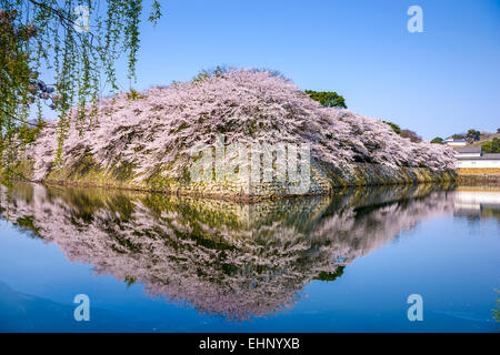 Hikone, Japan at the castle moat during spring season. Stock Photo