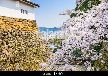 Hikone, Japan castle grounds in spring. Stock Photo