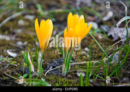 Yellow crocuses on spring  meadow close up Stock Photo
