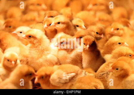 Newly hatched little chicks on a chicken farm Stock Photo