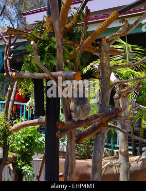 koala Stock Photo