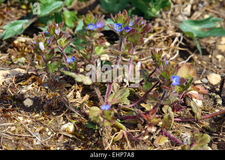 Corn speedwell, Veronica arvensis Stock Photo