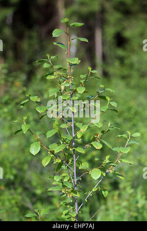 Flowering Frangula alnus, Alder Buckthorn Stock Photo