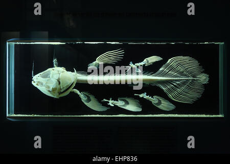 Skeleton of Coelacanth (Latimeria chalumnae). Natural History Museum (Naturhistorisches Museum), Vienna, Austria. Stock Photo