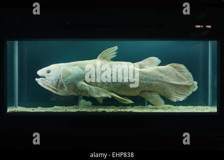 Coelacanth (Latimeria chalumnae) exhibited in the Natural History Museum (Naturhistorisches Museum) in Vienna, Austria. Stock Photo