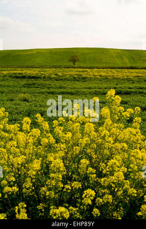 Tavoliere, Apulia, Italy, Wheat fields and flowers Stock Photo