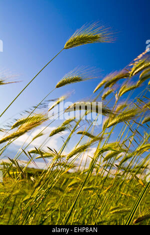 Tavoliere, Apulia, Italy, grass Stock Photo